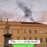 Viola Davis Instagram - This is beautiful!!! ❤❤❤ ・・・ Behold a stunning sky ballet! 😍 🪶A flock of birds gracefully dancing in synchronized harmony, painting the sky with their elegant moves 🎥 Creator @zefiro82 🔁@visititaly