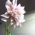 Viola Davis Instagram - I absolutely LOVE this analogy about growth… Who knew a dahlia grows the same way we do 🌸❤️ Source: @radiantsomatics ✍@melrobbins