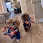 Viola Davis Instagram - Happy Halloween 🎃😅❤ #CutenessOverload #BeSafeOutThere
