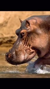 Vitor Belfort Instagram - O rei da selva pode ser o leão, mas a fidelidade do hipopótamo deveria ser copiada! Me deixa saber o que vc tem sido fiel? The king of the jungle may be the lion, but the hippopotamus’ loyalty should be emulated! Let me know, what are you fighting for? #motivacao #motivation #letsgo #poderdopovosanto