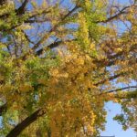 Weerayut Chansook Instagram - 🌤️🍁🍂✨