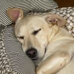 Whindersson Nunes Instagram - 🤫🐶😴😍🥰