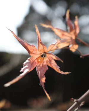 Wichapas Sumettikul Instagram - Memory by the maple tree 🍁🍁

สําหรับใครที่ยังไม่ได้สั่งจอง Photobook ครั้งแรกในญี่ปุ่นของพวกเรา 📚
KinnPorsche The Series JAPAN PHOTOBOOK ต้องรีบแล้วนะ !

6 月14日(水)に限定発売、僕らの完全撮り下ろし写真集
「KinnPorsche The Series JAPAN PHOTOBOOK」 📚

予約受付締切まであとわずか ‼️
皆さんお見逃しなく❣

Only a few days left for reservation of "KINNPORSCHE THE SERIES JAPAN PHOTOBOOK" ✨
Don’t miss it !

⏰ 予約受付期間·Reservation period
Today - 31 March (FRI) 23:59 (JST)
bit.ly/3xW8EpG

✨ More info:Twitter @KinnPorsche_JP #KinnPorscheTheSeries #KinnPorscheJPPhotobook