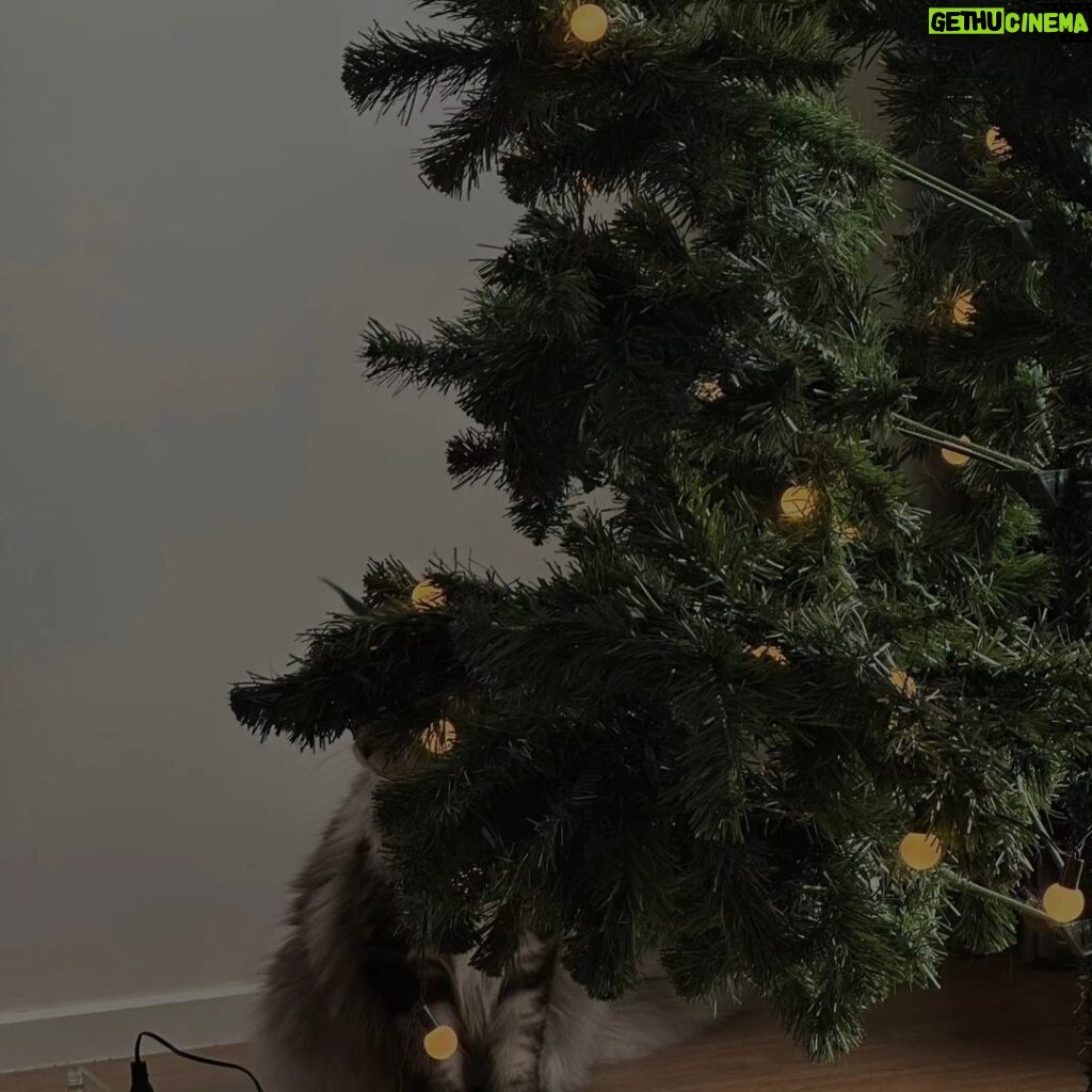 Wichapas Sumettikul Instagram - Hidden cat