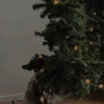 Wichapas Sumettikul Instagram - Hidden cat