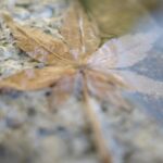 Wichapas Sumettikul Instagram - Memory by the maple tree 🍁🍁 สําหรับใครที่ยังไม่ได้สั่งจอง Photobook ครั้งแรกในญี่ปุ่นของพวกเรา 📚 KinnPorsche The Series JAPAN PHOTOBOOK ต้องรีบแล้วนะ ! 6 月14日(水)に限定発売、僕らの完全撮り下ろし写真集 「KinnPorsche The Series JAPAN PHOTOBOOK」 📚 予約受付締切まであとわずか ‼️ 皆さんお見逃しなく❣ Only a few days left for reservation of "KINNPORSCHE THE SERIES JAPAN PHOTOBOOK" ✨ Don’t miss it ! ⏰ 予約受付期間·Reservation period Today - 31 March (FRI) 23:59 (JST) bit.ly/3xW8EpG ✨ More info:Twitter @KinnPorsche_JP #KinnPorscheTheSeries #KinnPorscheJPPhotobook