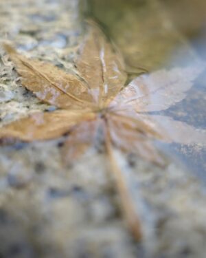 Wichapas Sumettikul Instagram - Memory by the maple tree 🍁🍁

สําหรับใครที่ยังไม่ได้สั่งจอง Photobook ครั้งแรกในญี่ปุ่นของพวกเรา 📚
KinnPorsche The Series JAPAN PHOTOBOOK ต้องรีบแล้วนะ !

6 月14日(水)に限定発売、僕らの完全撮り下ろし写真集
「KinnPorsche The Series JAPAN PHOTOBOOK」 📚

予約受付締切まであとわずか ‼️
皆さんお見逃しなく❣

Only a few days left for reservation of "KINNPORSCHE THE SERIES JAPAN PHOTOBOOK" ✨
Don’t miss it !

⏰ 予約受付期間·Reservation period
Today - 31 March (FRI) 23:59 (JST)
bit.ly/3xW8EpG

✨ More info:Twitter @KinnPorsche_JP #KinnPorscheTheSeries #KinnPorscheJPPhotobook