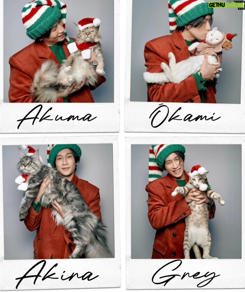 Wichapas Sumettikul Instagram - Merry Christmas 🎄 #christmas #cat
