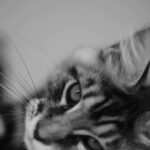 Wichapas Sumettikul Instagram – Does anyone else like to head boop their cats? 

#cat 
#mainecoon