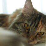 Wichapas Sumettikul Instagram – Does anyone else like to head boop their cats? 

#cat 
#mainecoon