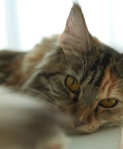 Wichapas Sumettikul Instagram - Does anyone else like to head boop their cats? #cat #mainecoon
