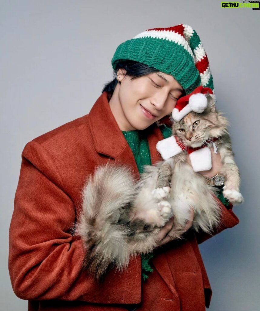 Wichapas Sumettikul Instagram - Merry Christmas 🎄 #christmas #cat