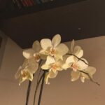 William Gao Instagram - my flowers haven’t died yet. great success!