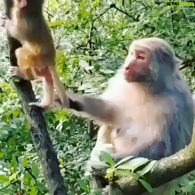William Levy Instagram - Segundo round de mi hija pidiéndome besitos !!! 😂😂 #Repost @joysafaribay ・・・ The language of mother is universal ❤️😍Please follow @seyms_brugger for more amazing wildlife photography tips - Video credit: Unknown | Dm for credit ————————————— Follow us @joysafaribay and subscribe to our YouTube channel Joysafaribay to watch wildlife and safari inspiration videos ————————————— #discover #wild #natureisbeautiful #wildlifephotography #nature #wildlife #mothernature #animalsofinstagram #photooftheday #safari #instanature #naturelover #adventure #natgeowild #travelphotography #animallover #bestnatureshots #joysafaribay #travelphoto #instagram #animal #tour