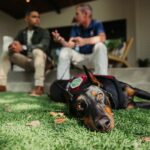 Wilmer Valderrama Instagram - #ad I’m honored to partner with @PurinaDogChow to give back to our veterans. After hearing the stories of so many service men and women over the years, supporting our military has become one of my greatest joys. As part of their 5th annual Service Dog Salute program, Dog Chow launched the Visible Impact Award to celebrate the incredible impact service dogs have for veterans with posttraumatic stress. Check out my story to see how you can join in selecting the winner. #DogChowPartner #ServiceDogSalute