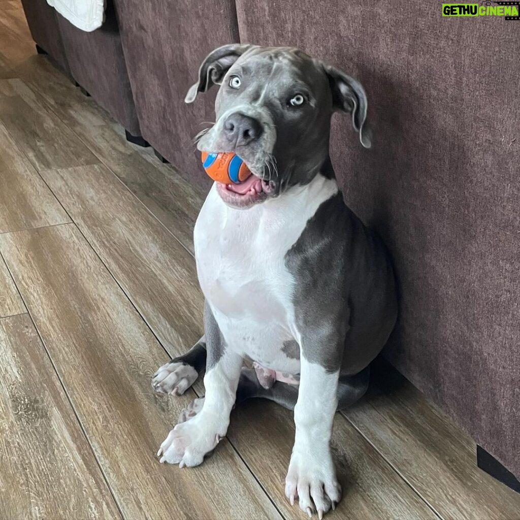 Xzibit Instagram - Meet “Ruff House” new addition to the family! He’s only 4 months old pure breed blue nose pit. He’s got so much personality! Look at them paws!! He’s gonna be a huge one. I don’t want to cut his ears or tail or none of that type of stuff, he’s good as he is. #Puppy #BigDog #Pitbull @tatiana.janayy