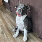 Xzibit Instagram – Meet “Ruff House” new addition to the family! He’s only 4 months old pure breed blue nose pit. He’s got so much personality! Look at them paws!! He’s gonna be a huge one. 
I don’t want to cut his ears or tail or none of that type of stuff, he’s good as he is. 
#Puppy 
#BigDog
#Pitbull 
@tatiana.janayy