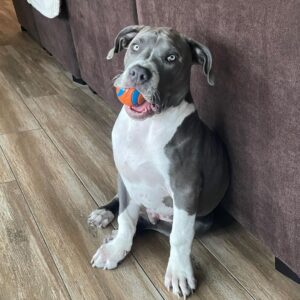 Xzibit Instagram - Meet “Ruff House” new addition to the family! He’s only 4 months old pure breed blue nose pit. He’s got so much personality! Look at them paws!! He’s gonna be a huge one. 
I don’t want to cut his ears or tail or none of that type of stuff, he’s good as he is. 
#Puppy 
#BigDog
#Pitbull 
@tatiana.janayy