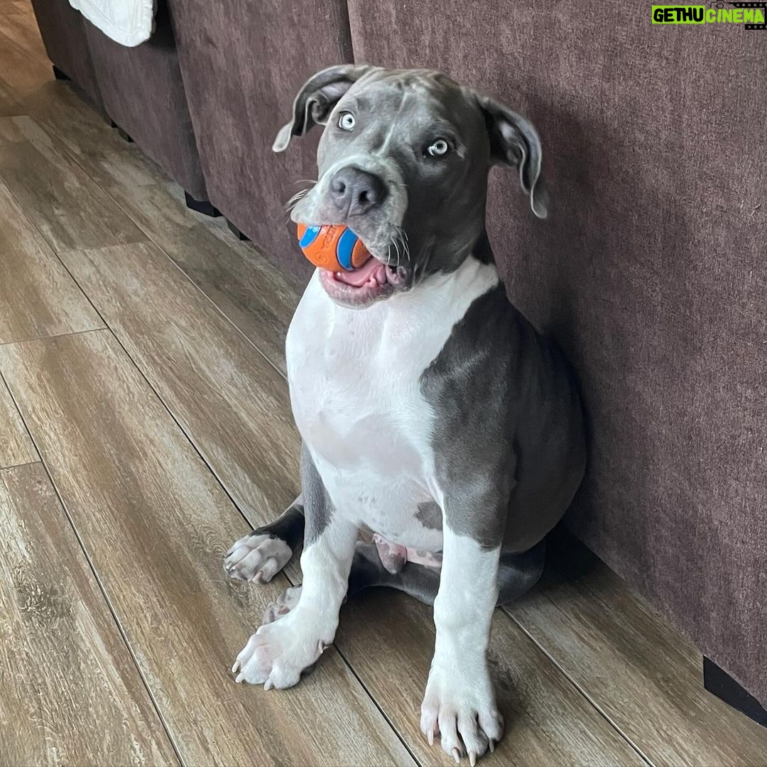 Xzibit - 5.6K Likes - Meet “Ruff House” new addition to the family! He’s only 4 months old pure breed blue nose pit. He’s got so much personality! Look at them paws!! He’s gonna be a huge one.
I don’t want to cut his ears or tail or none of that type of stuff, he’s good as he is.
#Puppy
#BigDog
#Pitbull
@tatiana.janayy