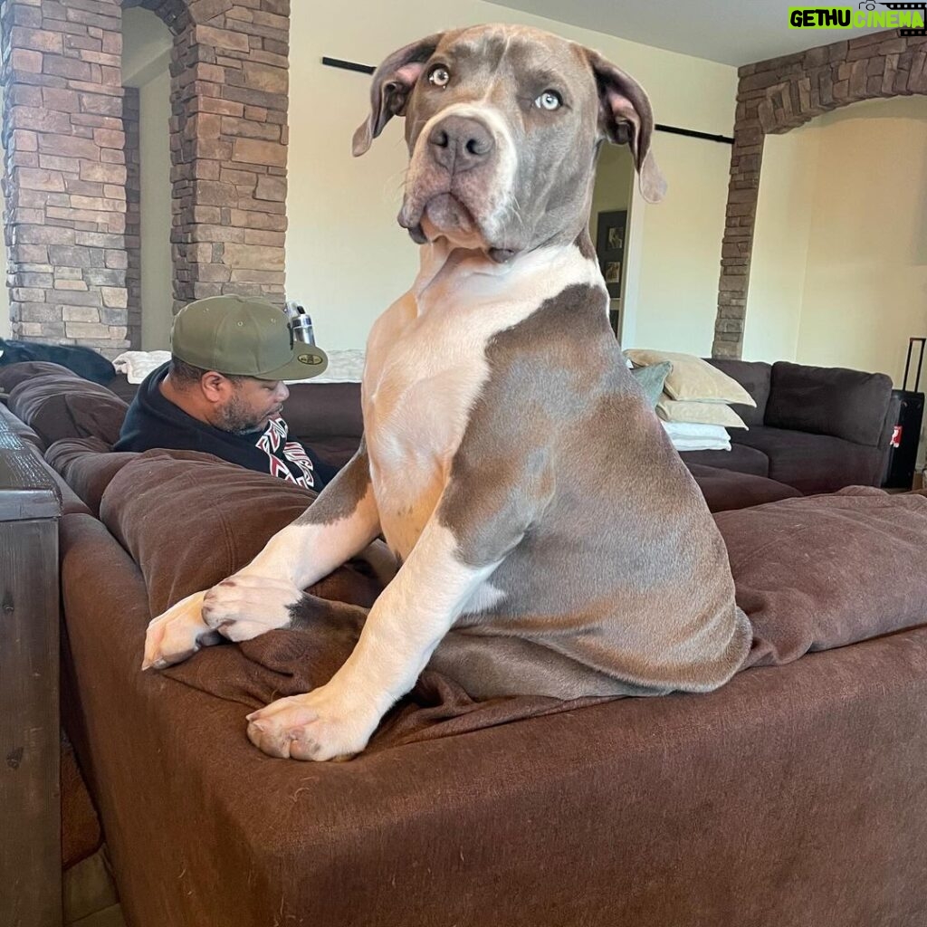Xzibit Instagram - Meet “Ruff House” new addition to the family! He’s only 4 months old pure breed blue nose pit. He’s got so much personality! Look at them paws!! He’s gonna be a huge one. I don’t want to cut his ears or tail or none of that type of stuff, he’s good as he is. #Puppy #BigDog #Pitbull @tatiana.janayy