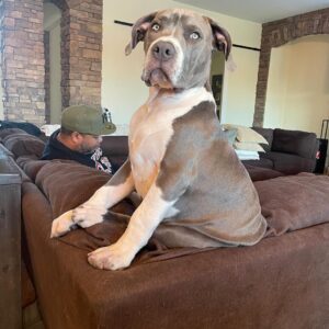 Xzibit Instagram - Meet “Ruff House” new addition to the family! He’s only 4 months old pure breed blue nose pit. He’s got so much personality! Look at them paws!! He’s gonna be a huge one. 
I don’t want to cut his ears or tail or none of that type of stuff, he’s good as he is. 
#Puppy 
#BigDog
#Pitbull 
@tatiana.janayy
