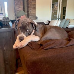 Xzibit Instagram - Meet “Ruff House” new addition to the family! He’s only 4 months old pure breed blue nose pit. He’s got so much personality! Look at them paws!! He’s gonna be a huge one. 
I don’t want to cut his ears or tail or none of that type of stuff, he’s good as he is. 
#Puppy 
#BigDog
#Pitbull 
@tatiana.janayy