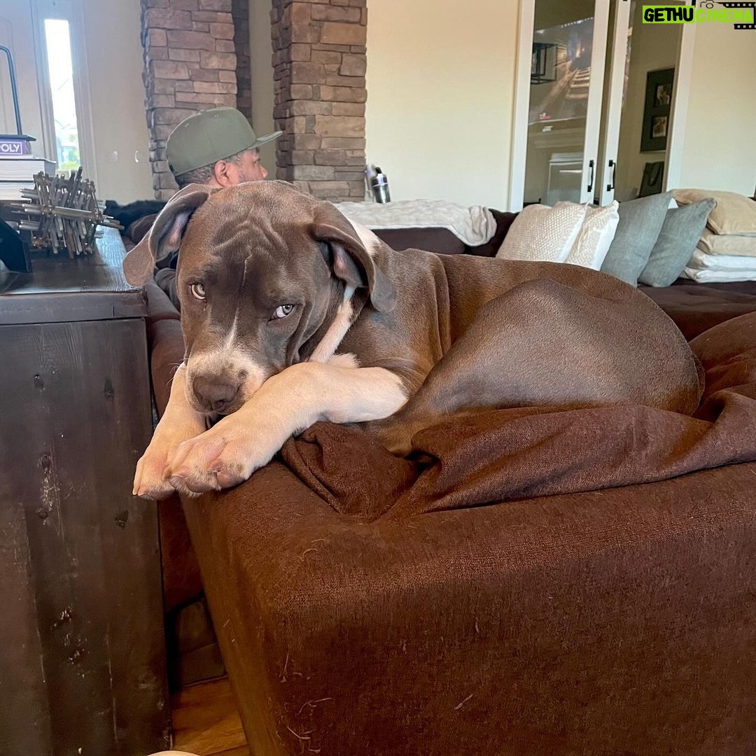 Xzibit - 5.6K Likes - Meet “Ruff House” new addition to the family! He’s only 4 months old pure breed blue nose pit. He’s got so much personality! Look at them paws!! He’s gonna be a huge one.
I don’t want to cut his ears or tail or none of that type of stuff, he’s good as he is.
#Puppy
#BigDog
#Pitbull
@tatiana.janayy