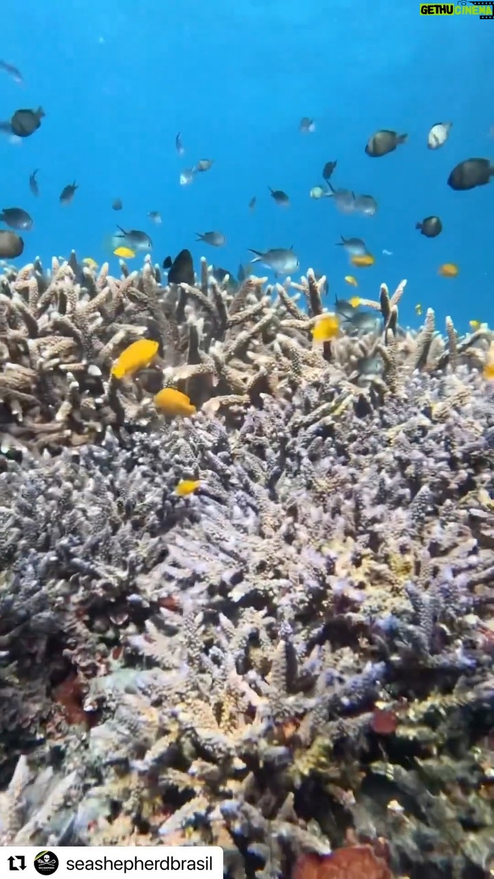 Yanna Lavigne Instagram - @seashepherdbrasil