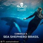 Yanna Lavigne Instagram - Sea Shepherd Brasil, uma ONG (organização não governamental sem fins lucrativos) de conservação marinha, 100% independentes e nosso trabalho só é possível graças à contribuições locais. E mais, você também pode fazer parte deste movimento: ☑ Tornando-se um patrono com doações mensais; ☑ Sendo um voluntário e doando tempo e talento pela causa; ☑ Vestindo nossa camisa, ao adquirir um produto em nossa loja; ☑ Trazendo sua empresa para ser Empresa Amiga da Sea Shepherd. Para isso, basta acessar o site em www.seashepherd.org.br ou no link da nossa BIO @seashepherdbrasil