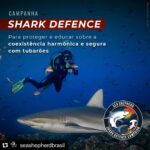 Yanna Lavigne Instagram - Sea Shepherd Brasil, uma ONG (organização não governamental sem fins lucrativos) de conservação marinha, 100% independentes e nosso trabalho só é possível graças à contribuições locais. E mais, você também pode fazer parte deste movimento: ☑ Tornando-se um patrono com doações mensais; ☑ Sendo um voluntário e doando tempo e talento pela causa; ☑ Vestindo nossa camisa, ao adquirir um produto em nossa loja; ☑ Trazendo sua empresa para ser Empresa Amiga da Sea Shepherd. Para isso, basta acessar o site em www.seashepherd.org.br ou no link da nossa BIO @seashepherdbrasil