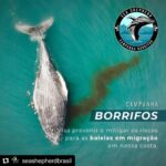 Yanna Lavigne Instagram - Sea Shepherd Brasil, uma ONG (organização não governamental sem fins lucrativos) de conservação marinha, 100% independentes e nosso trabalho só é possível graças à contribuições locais. E mais, você também pode fazer parte deste movimento: ☑ Tornando-se um patrono com doações mensais; ☑ Sendo um voluntário e doando tempo e talento pela causa; ☑ Vestindo nossa camisa, ao adquirir um produto em nossa loja; ☑ Trazendo sua empresa para ser Empresa Amiga da Sea Shepherd. Para isso, basta acessar o site em www.seashepherd.org.br ou no link da nossa BIO @seashepherdbrasil