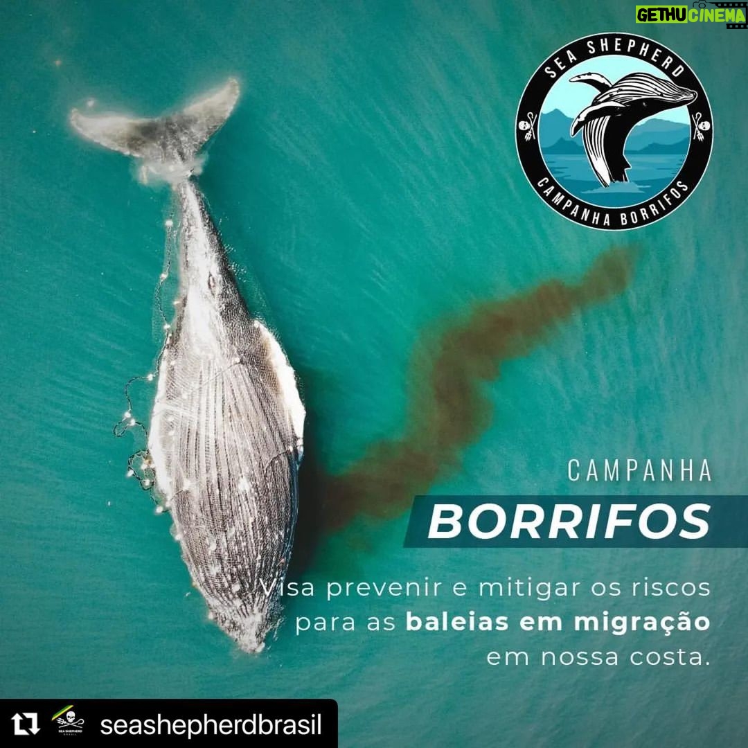 Yanna Lavigne Instagram - Sea Shepherd Brasil, uma ONG (organização não governamental sem fins lucrativos) de conservação marinha, 100% independentes e nosso trabalho só é possível graças à contribuições locais. E mais, você também pode fazer parte deste movimento: ☑ Tornando-se um patrono com doações mensais; ☑ Sendo um voluntário e doando tempo e talento pela causa; ☑ Vestindo nossa camisa, ao adquirir um produto em nossa loja; ☑ Trazendo sua empresa para ser Empresa Amiga da Sea Shepherd. Para isso, basta acessar o site em www.seashepherd.org.br ou no link da nossa BIO @seashepherdbrasil