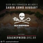 Yanna Lavigne Instagram - Sea Shepherd Brasil, uma ONG (organização não governamental sem fins lucrativos) de conservação marinha, 100% independentes e nosso trabalho só é possível graças à contribuições locais. E mais, você também pode fazer parte deste movimento: ☑ Tornando-se um patrono com doações mensais; ☑ Sendo um voluntário e doando tempo e talento pela causa; ☑ Vestindo nossa camisa, ao adquirir um produto em nossa loja; ☑ Trazendo sua empresa para ser Empresa Amiga da Sea Shepherd. Para isso, basta acessar o site em www.seashepherd.org.br ou no link da nossa BIO @seashepherdbrasil