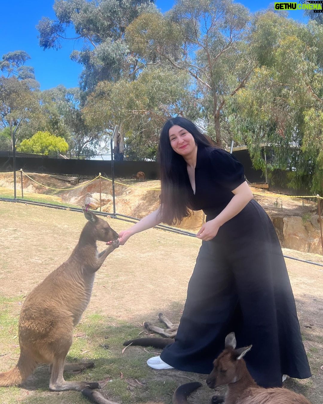 Yasemin Sakallıoğlu Instagram - Koala var, kanguru var. Her şey var bavullarım yok. Ama hayat yine de devam ediyo😂 Ballarat Wildlife Park