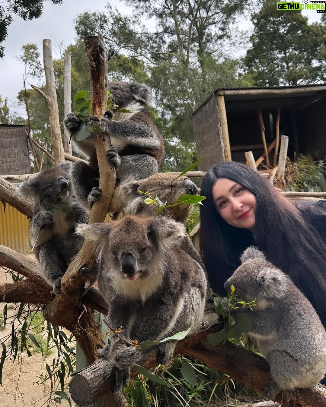 Yasemin Sakallıoğlu Instagram - Koala var, kanguru var. Her şey var bavullarım yok. Ama hayat yine de devam ediyo😂 Ballarat Wildlife Park