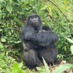Yosra El Lozy Instagram - Selfie with my Gorilla friend in Rwanda 🦍🇷🇼 #rwanda #naturelovers #summer2021 #holiday