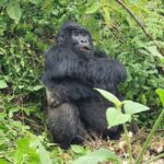 Yosra El Lozy Instagram - Selfie with my Gorilla friend in Rwanda 🦍🇷🇼 #rwanda #naturelovers #summer2021 #holiday