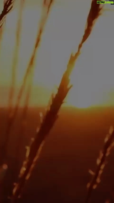 Zabit Magomedsharipov Instagram -