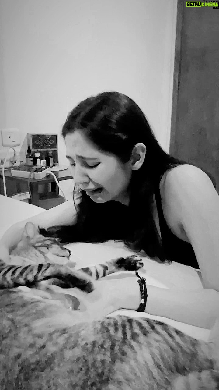 Zara Khan Instagram - The subtle art of not giving a F*** β¦. One can only learn from there #cats π!!!! Cookieeee no matter how much I shake u , u just donβt get up and are so not effected !! π€£ directed by ME! Dop @iamfaraz ππ€ . . . #petstagram #petsitter #pets #petsofinstagram #mommy #mommylife #catmom
