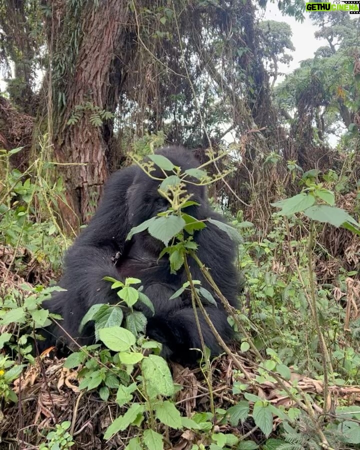 Zoey Deutch Instagram - my sister and i were fortunate enough to gorilla trek in rwanda and uganda 5 years ago. it was impossible to put into words how profound the experience was and we vowed we’d come back with our parents one day. in september, we went on two treks with our mom and dad that were just as transformative and magical as the first. i’m still not able to properly explain how special it is. overflowing with gratitude. thank you for so many things, 2023, and at the top of the list is this unforgettable adventure with the most important people in my life 🦍🇷🇼 Volcanoes National Park, Rwanda