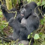 Zoey Deutch Instagram - my sister and i were fortunate enough to gorilla trek in rwanda and uganda 5 years ago. it was impossible to put into words how profound the experience was and we vowed we’d come back with our parents one day. in september, we went on two treks with our mom and dad that were just as transformative and magical as the first. i’m still not able to properly explain how special it is. overflowing with gratitude. thank you for so many things, 2023, and at the top of the list is this unforgettable adventure with the most important people in my life 🦍🇷🇼 Volcanoes National Park, Rwanda