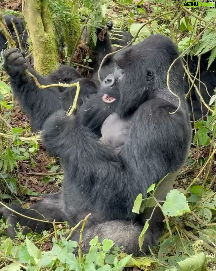 Zoey Deutch Instagram - my sister and i were fortunate enough to gorilla trek in rwanda and uganda 5 years ago. it was impossible to put into words how profound the experience was and we vowed we’d come back with our parents one day. in september, we went on two treks with our mom and dad that were just as transformative and magical as the first. i’m still not able to properly explain how special it is. overflowing with gratitude. thank you for so many things, 2023, and at the top of the list is this unforgettable adventure with the most important people in my life 🦍🇷🇼 Volcanoes National Park, Rwanda