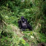 Zoey Deutch Instagram - my sister and i were fortunate enough to gorilla trek in rwanda and uganda 5 years ago. it was impossible to put into words how profound the experience was and we vowed we’d come back with our parents one day. in september, we went on two treks with our mom and dad that were just as transformative and magical as the first. i’m still not able to properly explain how special it is. overflowing with gratitude. thank you for so many things, 2023, and at the top of the list is this unforgettable adventure with the most important people in my life 🦍🇷🇼 Volcanoes National Park, Rwanda