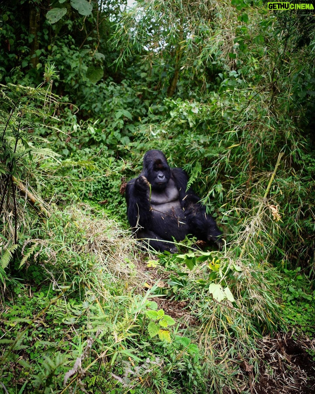 Zoey Deutch Instagram - my sister and i were fortunate enough to gorilla trek in rwanda and uganda 5 years ago. it was impossible to put into words how profound the experience was and we vowed we’d come back with our parents one day. in september, we went on two treks with our mom and dad that were just as transformative and magical as the first. i’m still not able to properly explain how special it is. overflowing with gratitude. thank you for so many things, 2023, and at the top of the list is this unforgettable adventure with the most important people in my life 🦍🇷🇼 Volcanoes National Park, Rwanda