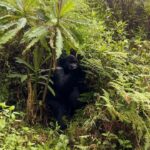 Zoey Deutch Instagram - my sister and i were fortunate enough to gorilla trek in rwanda and uganda 5 years ago. it was impossible to put into words how profound the experience was and we vowed we’d come back with our parents one day. in september, we went on two treks with our mom and dad that were just as transformative and magical as the first. i’m still not able to properly explain how special it is. overflowing with gratitude. thank you for so many things, 2023, and at the top of the list is this unforgettable adventure with the most important people in my life 🦍🇷🇼 Volcanoes National Park, Rwanda