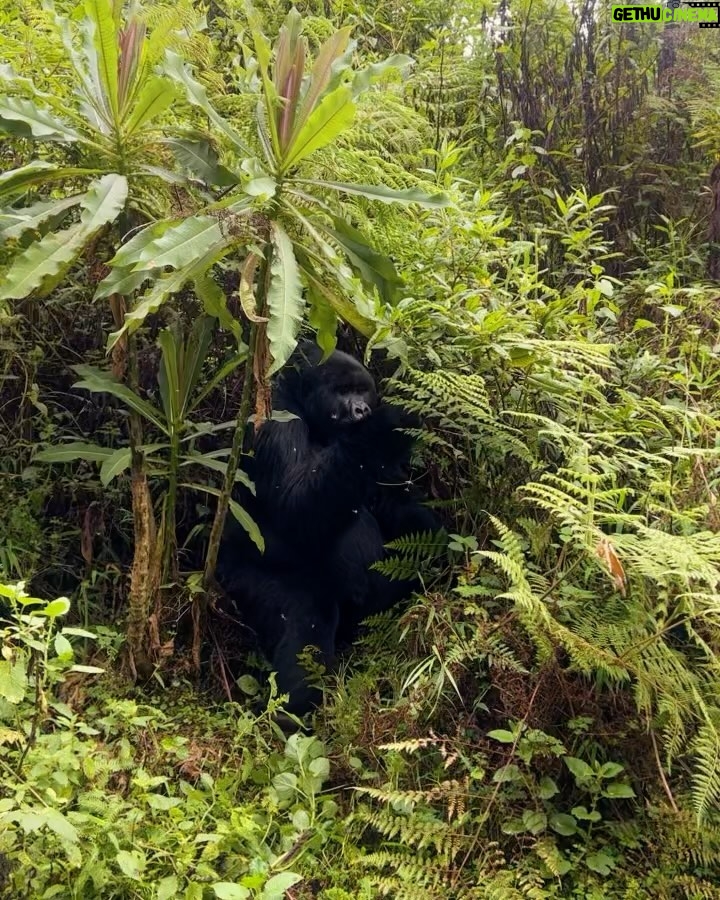 Zoey Deutch Instagram - my sister and i were fortunate enough to gorilla trek in rwanda and uganda 5 years ago. it was impossible to put into words how profound the experience was and we vowed we’d come back with our parents one day. in september, we went on two treks with our mom and dad that were just as transformative and magical as the first. i’m still not able to properly explain how special it is. overflowing with gratitude. thank you for so many things, 2023, and at the top of the list is this unforgettable adventure with the most important people in my life 🦍🇷🇼 Volcanoes National Park, Rwanda