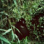 Zoey Deutch Instagram - my sister and i were fortunate enough to gorilla trek in rwanda and uganda 5 years ago. it was impossible to put into words how profound the experience was and we vowed we’d come back with our parents one day. in september, we went on two treks with our mom and dad that were just as transformative and magical as the first. i’m still not able to properly explain how special it is. overflowing with gratitude. thank you for so many things, 2023, and at the top of the list is this unforgettable adventure with the most important people in my life 🦍🇷🇼 Volcanoes National Park, Rwanda
