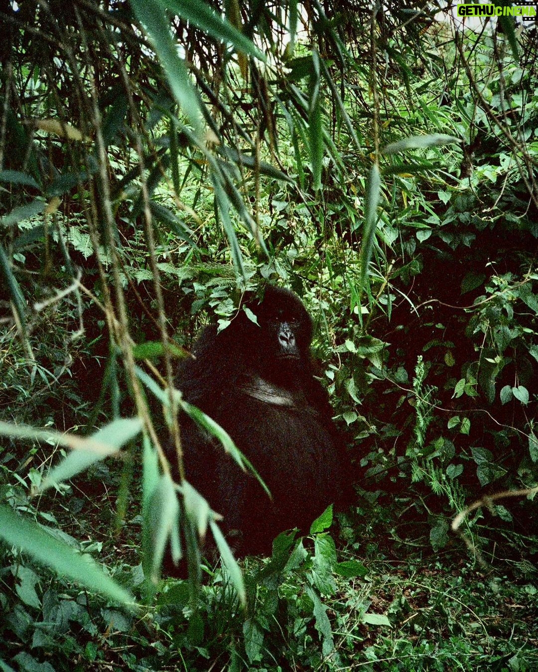 Zoey Deutch Instagram - my sister and i were fortunate enough to gorilla trek in rwanda and uganda 5 years ago. it was impossible to put into words how profound the experience was and we vowed we’d come back with our parents one day. in september, we went on two treks with our mom and dad that were just as transformative and magical as the first. i’m still not able to properly explain how special it is. overflowing with gratitude. thank you for so many things, 2023, and at the top of the list is this unforgettable adventure with the most important people in my life 🦍🇷🇼 Volcanoes National Park, Rwanda