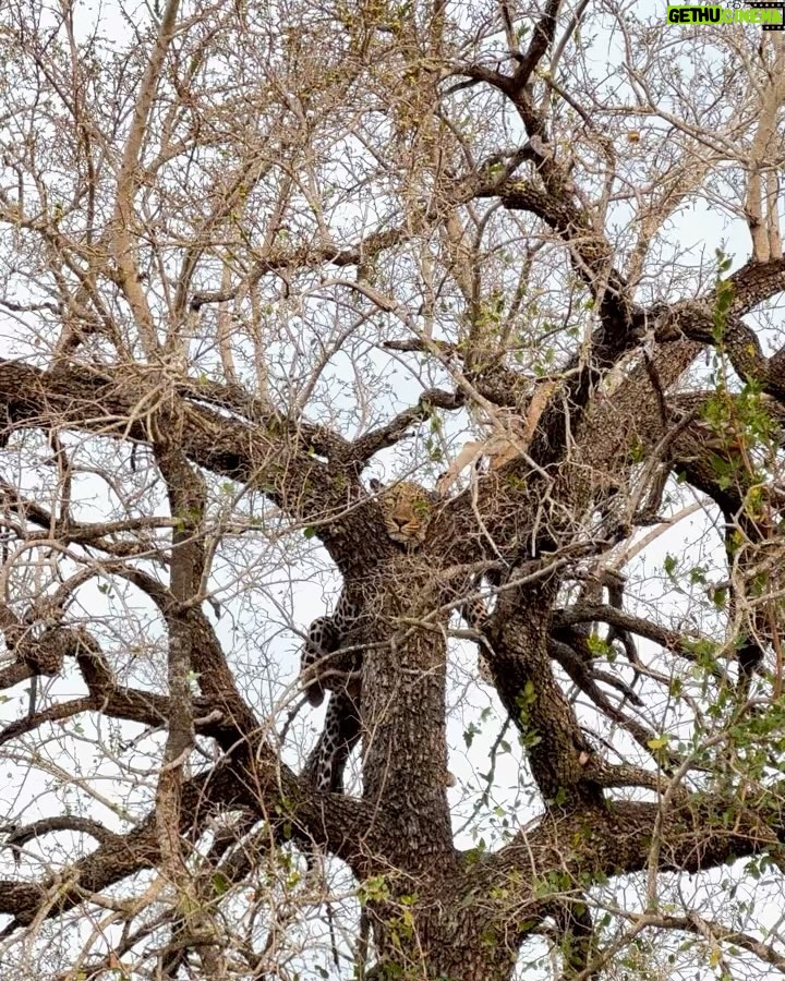 Zoey Deutch Instagram - 🦏🦒🦓🦁🐘 Tengile River Lodge
