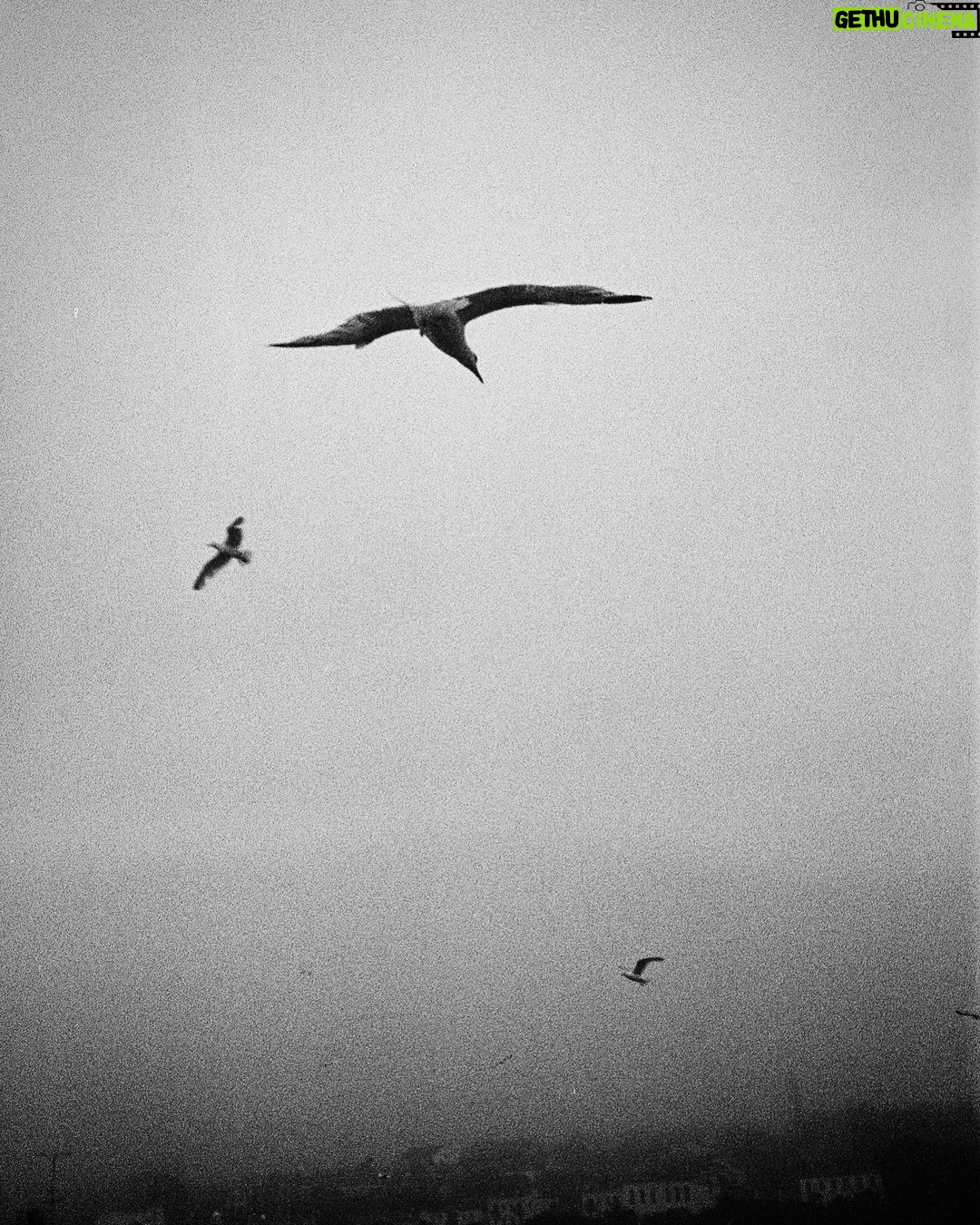 Zoey Deutch Instagram - 🇮🇪 & pals in 🤍+🖤🎞️ Howth, Ireland